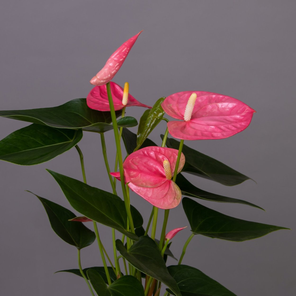 Антуриум розовый