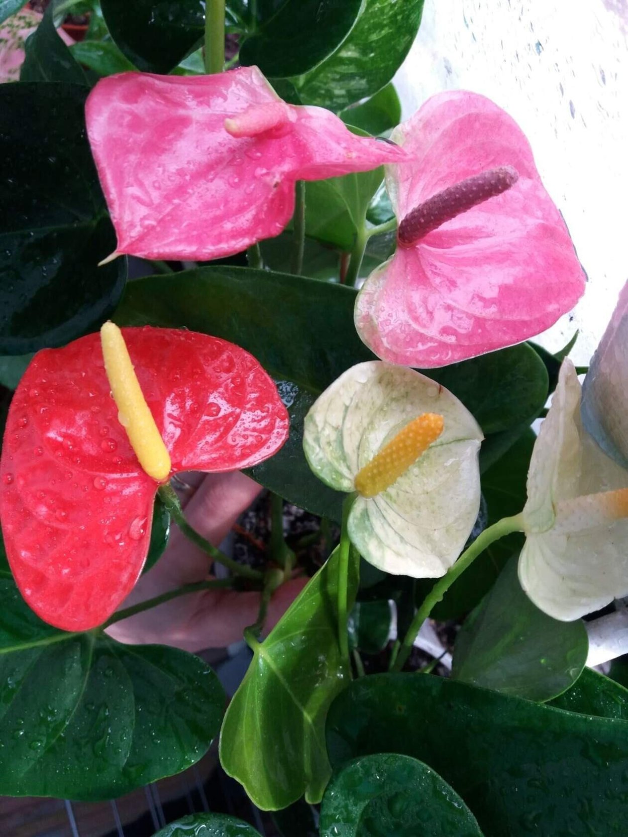 Антуриум Пандола Пинк