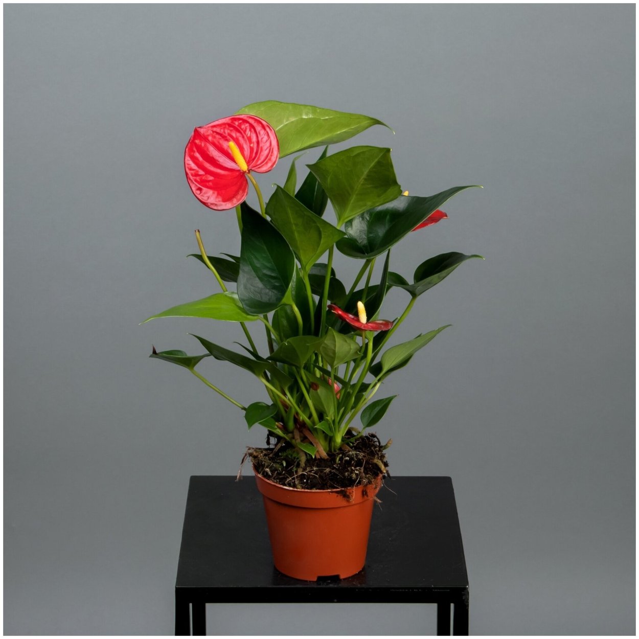 Антуриум микс