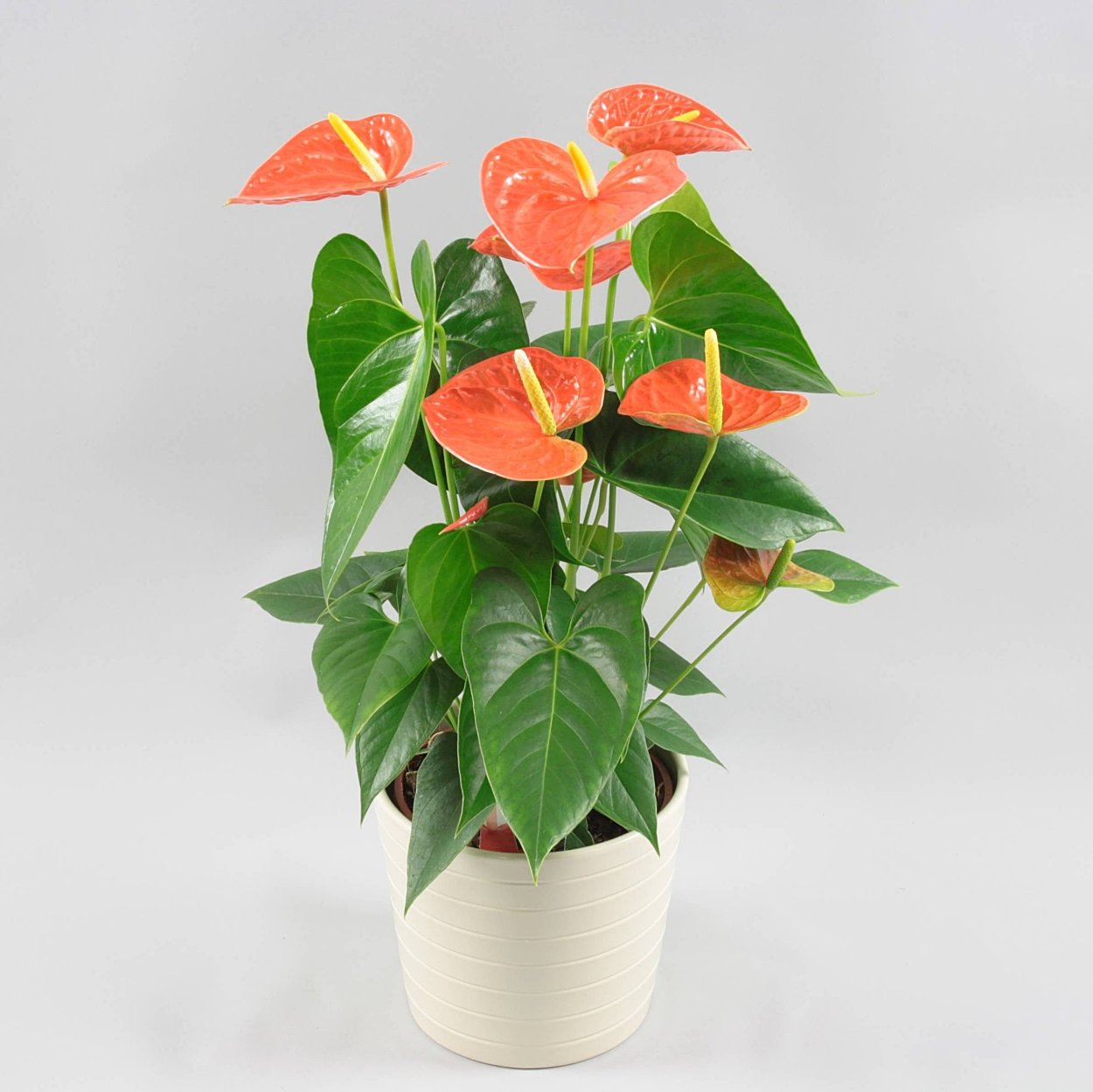 Антуриум Сиерра оранж