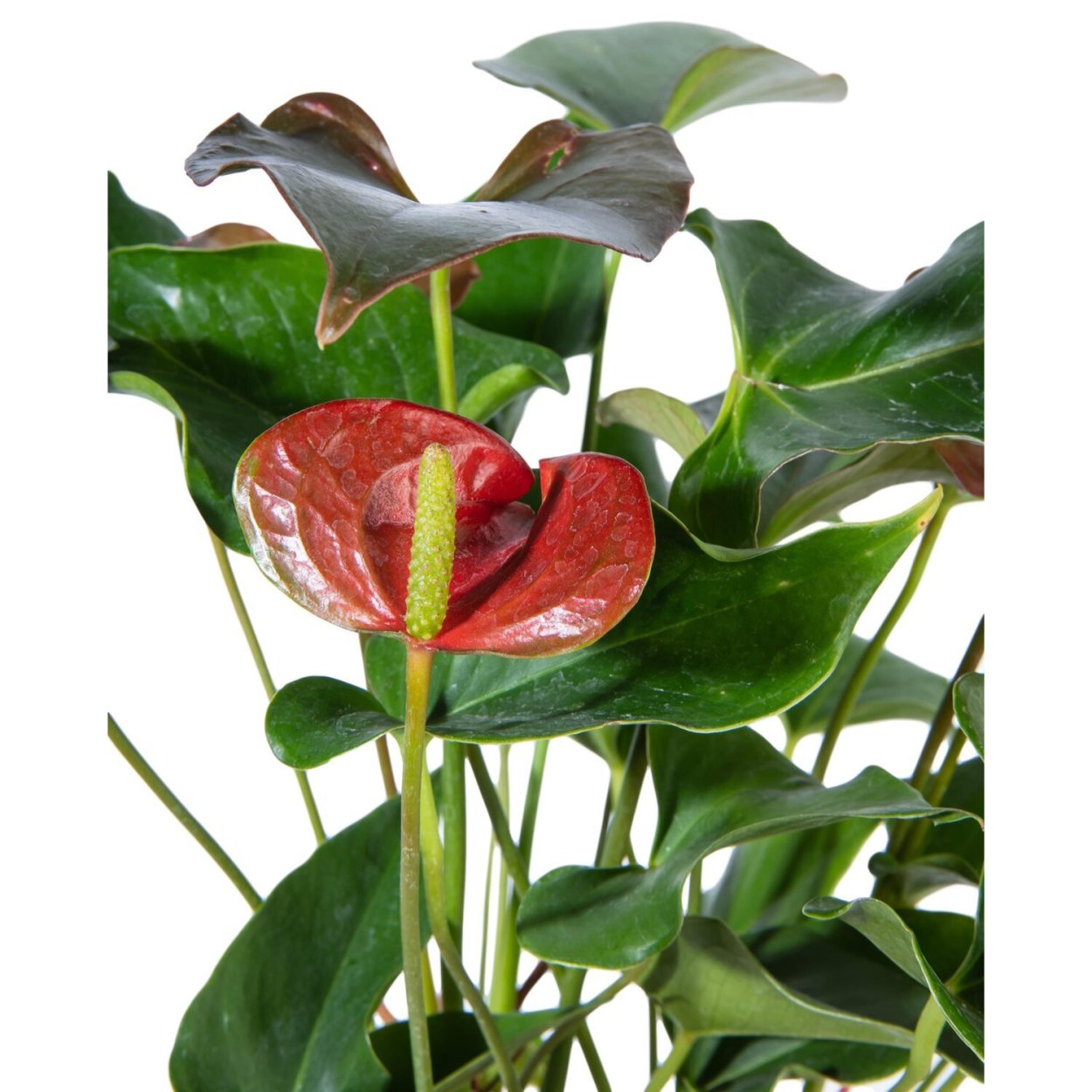 Антуриум Джангл Буш