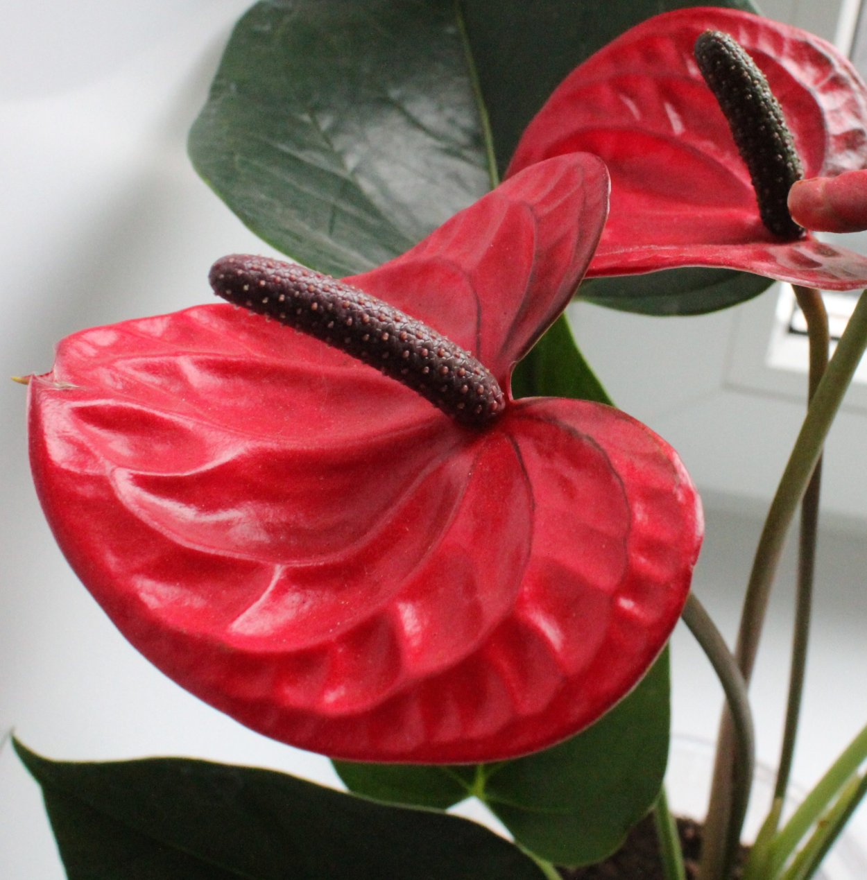 Антуриум Бугатти Вейрон