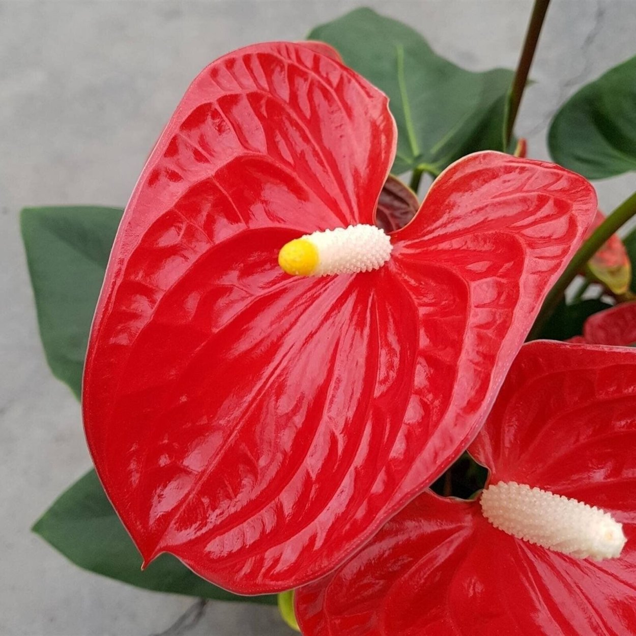 Антуриум Андре красный