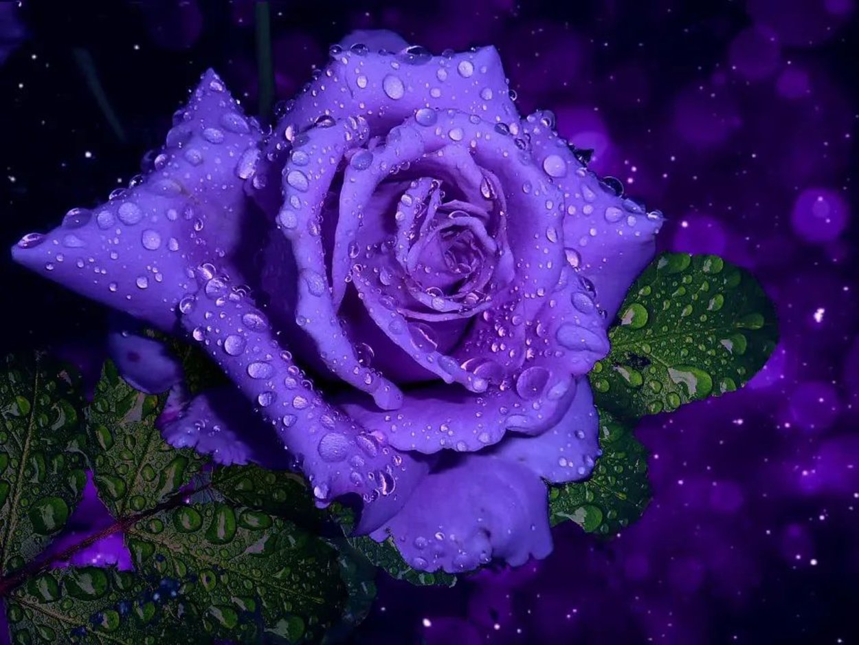 Сериал голубая роза 1988