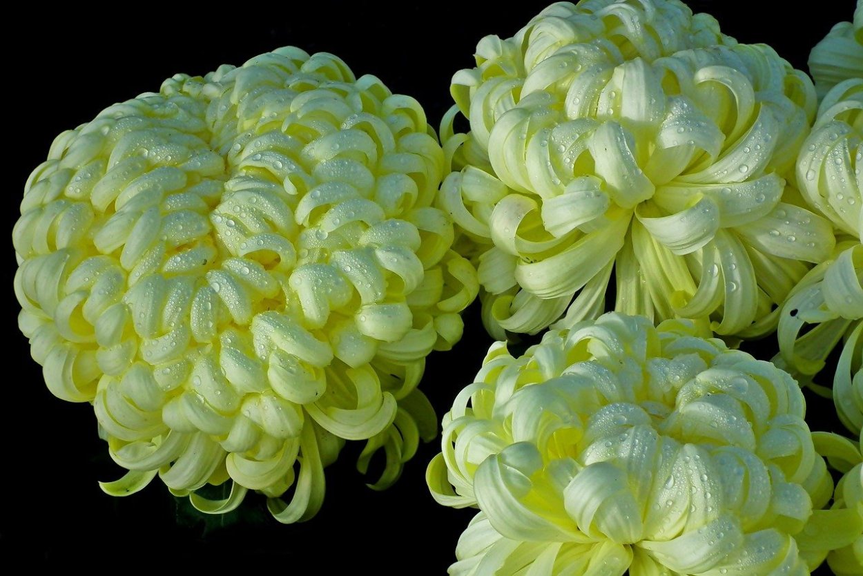 Хризантема ГП Густав