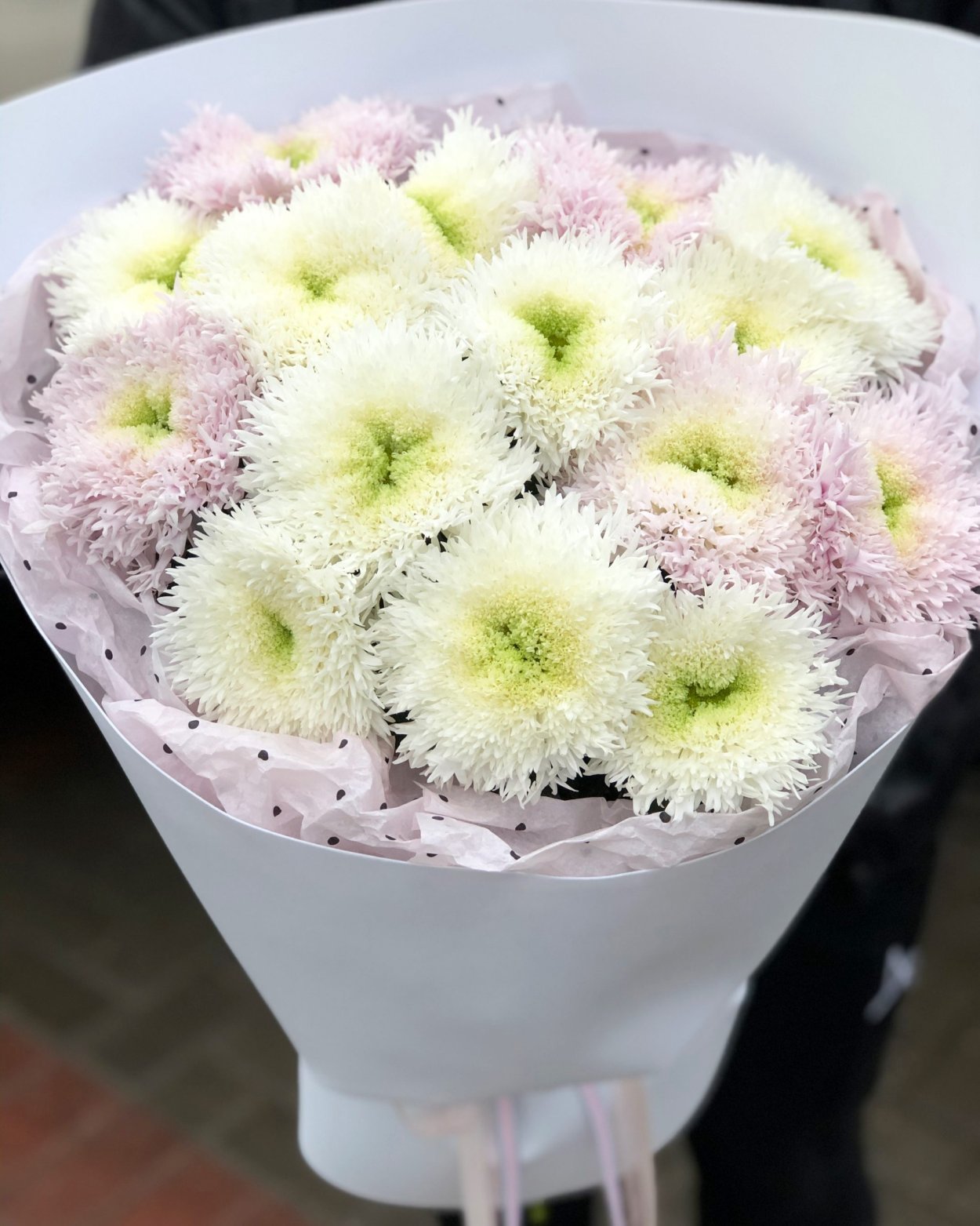 Хризантема сорт зефир