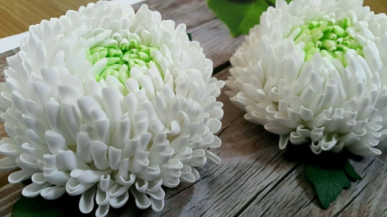 Хризантема с изолона