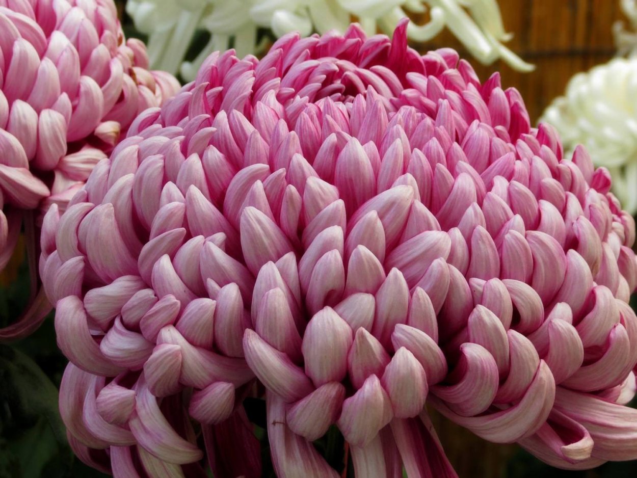 Хризантема Фуджи Роуз