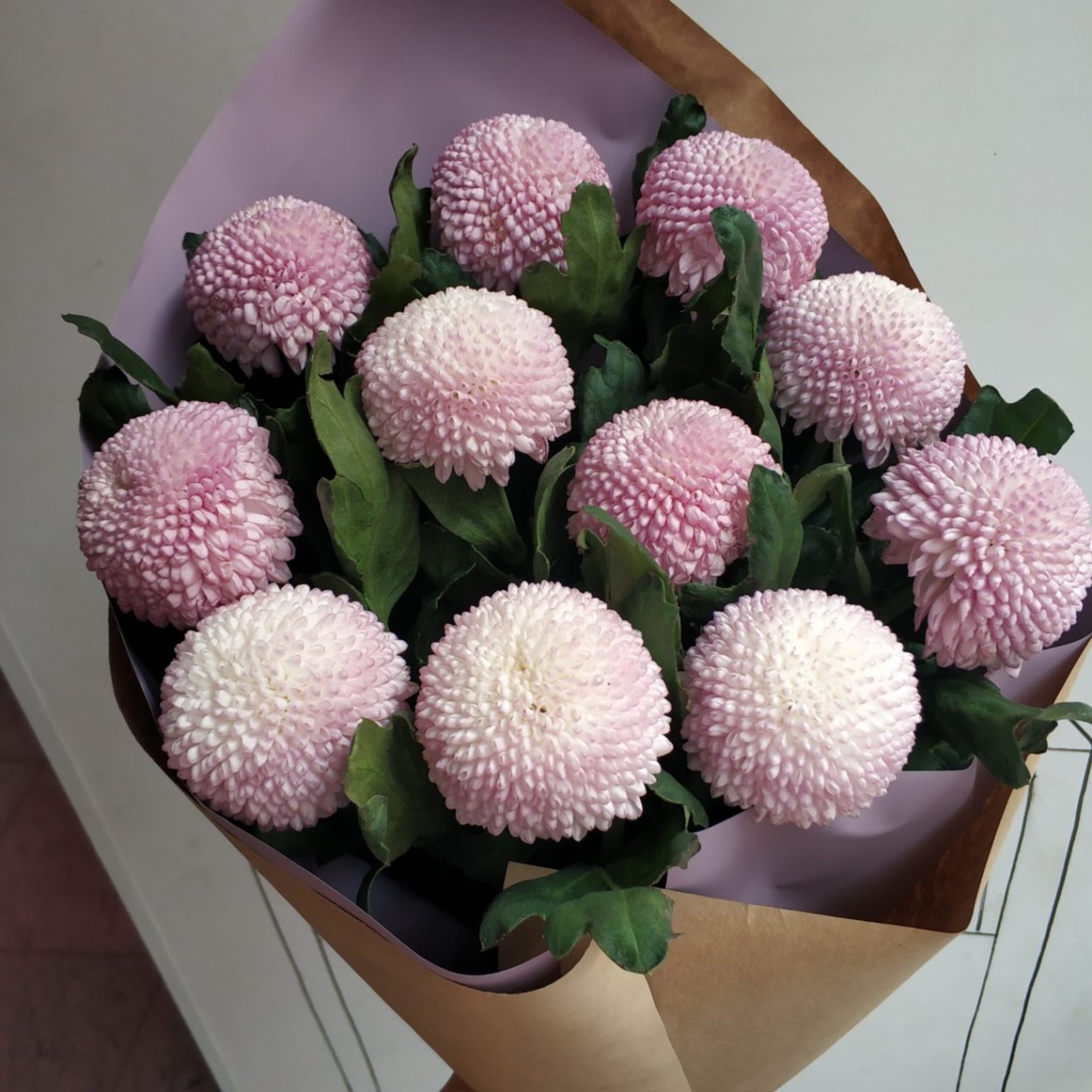 Хризантема одноголовая Момоко