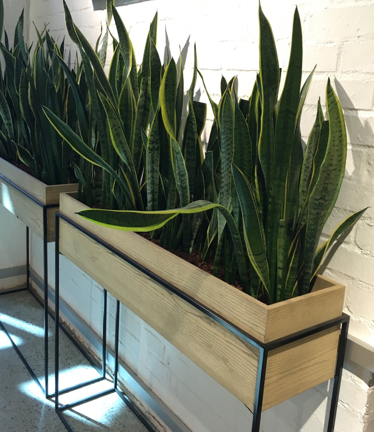 Цветок Сансевиерия Ханни в прямоугольном горшке