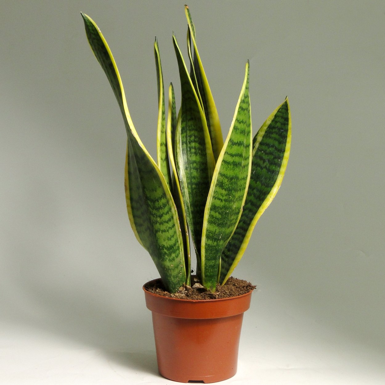 Сансевьера Лаурентия