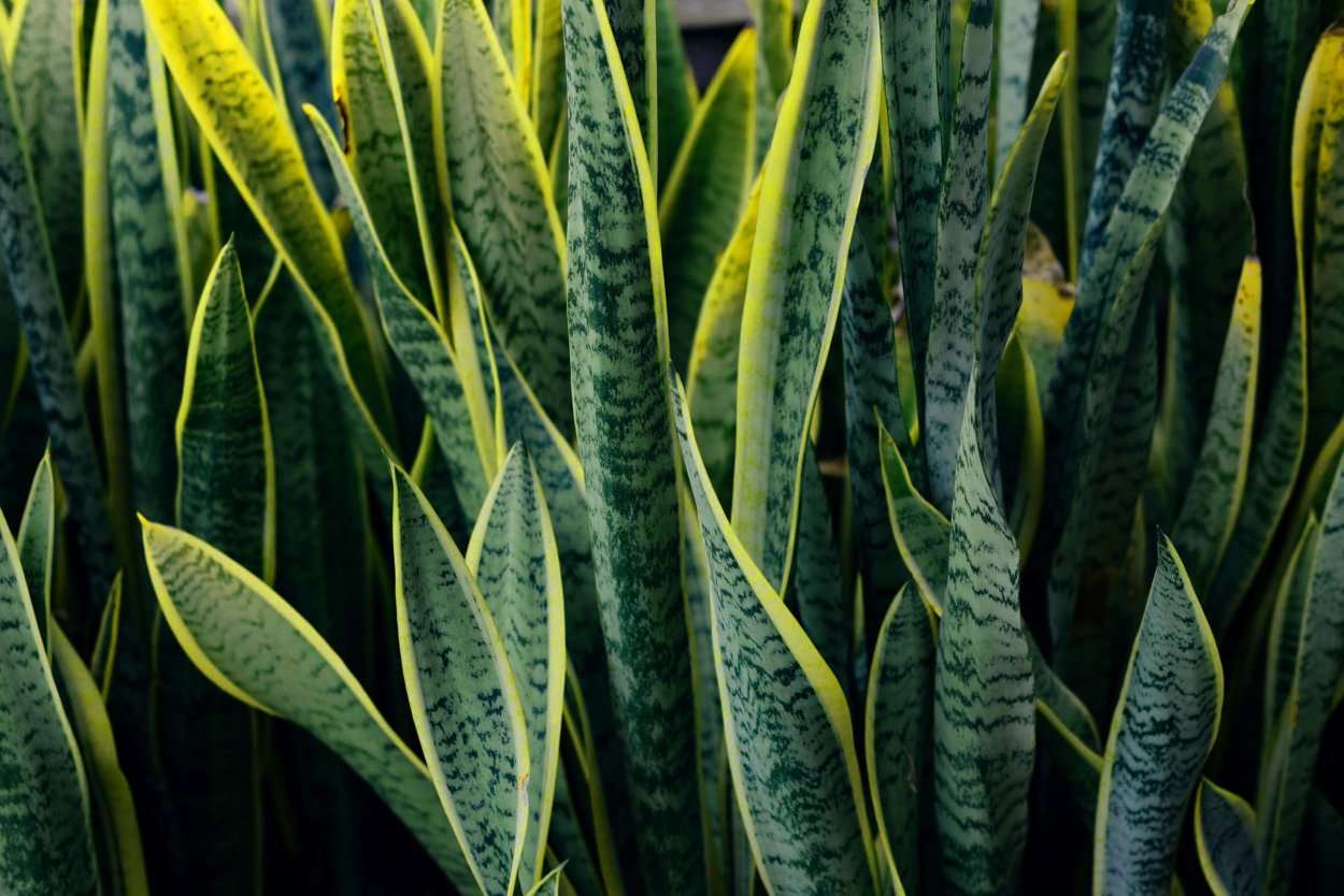 Щучий хвост Эстетика обои