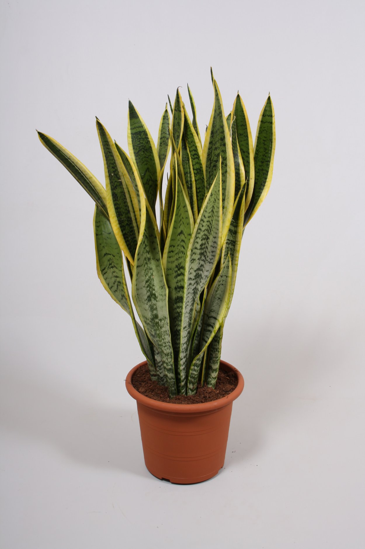 Сансевиерия эйлензис Sansevieria eilensis