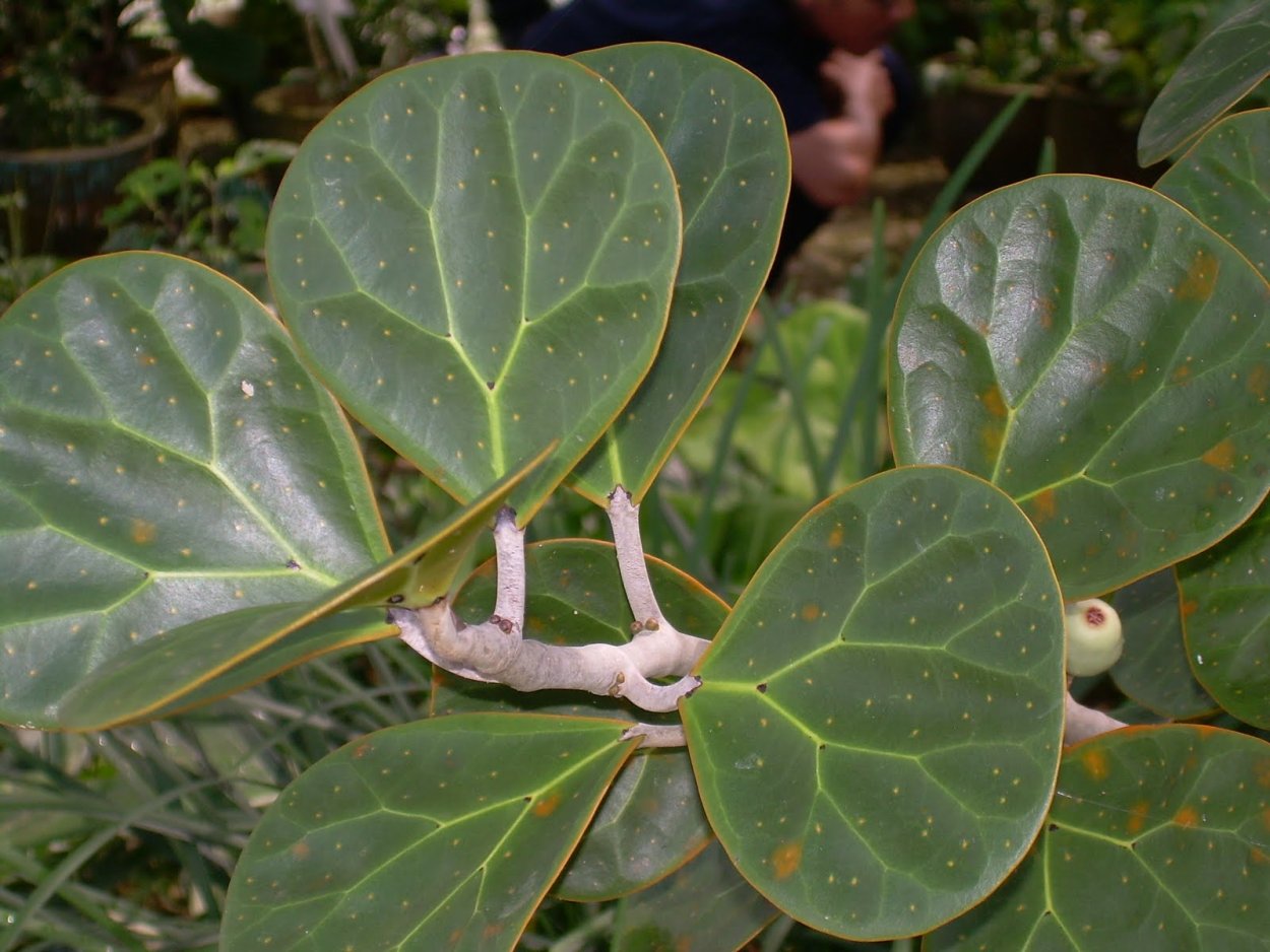 Фикус дельтовидный 'Groove Leaf'