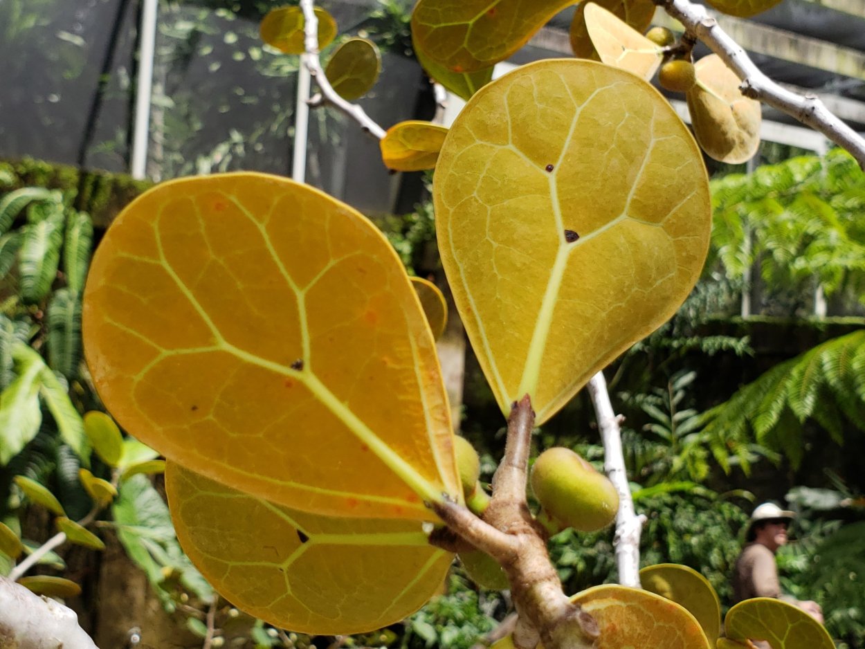 Фикус дельтовидный Оливия