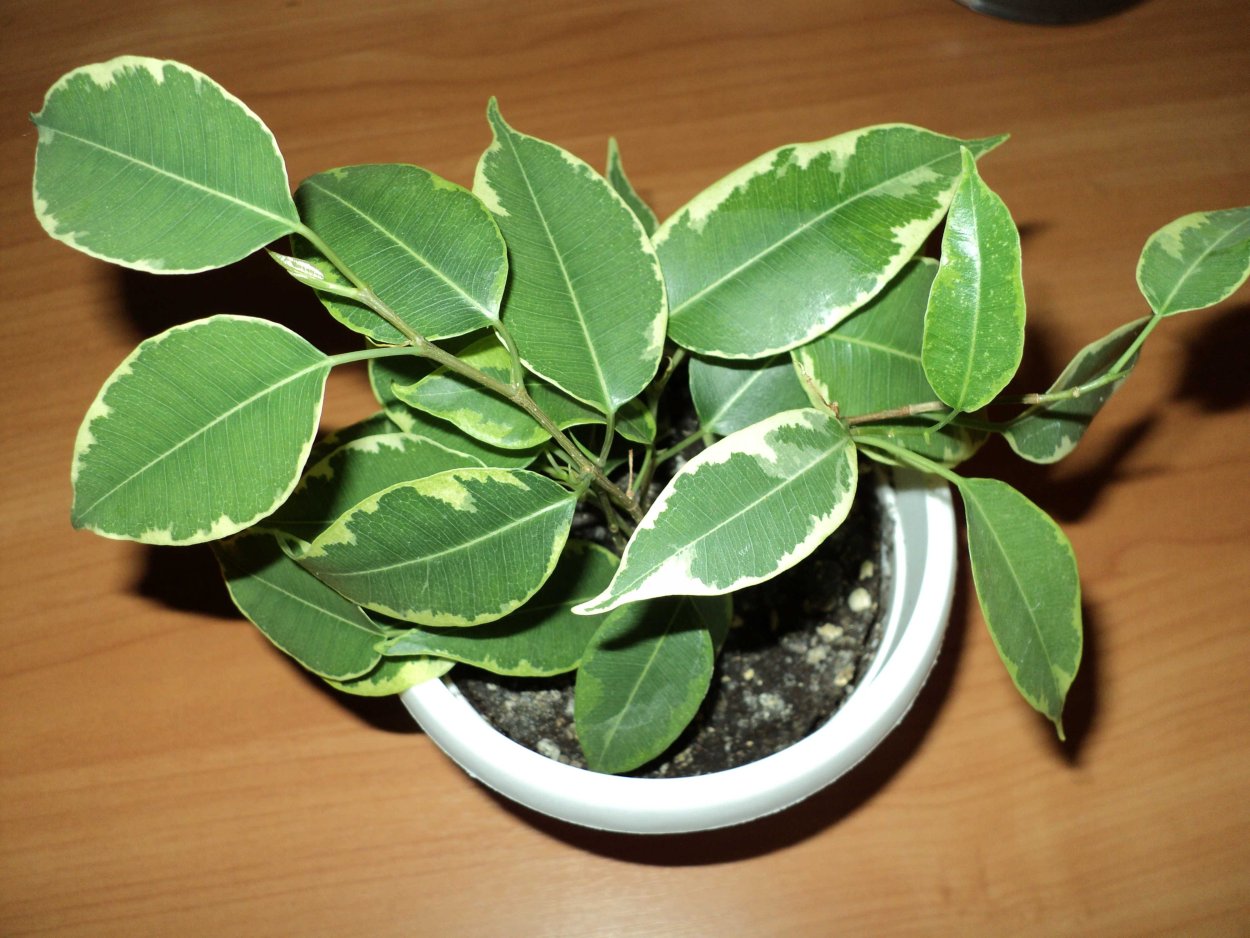 Фикус Александрия