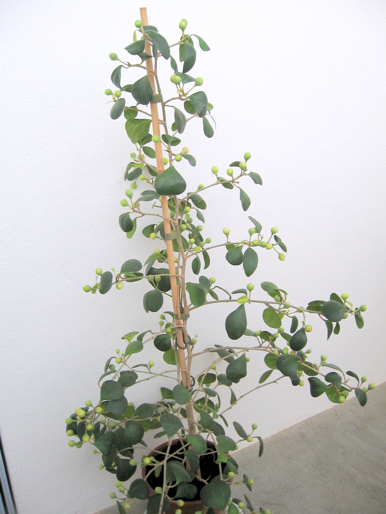 Ficus deltoidea (фикус дельтовидный) .
