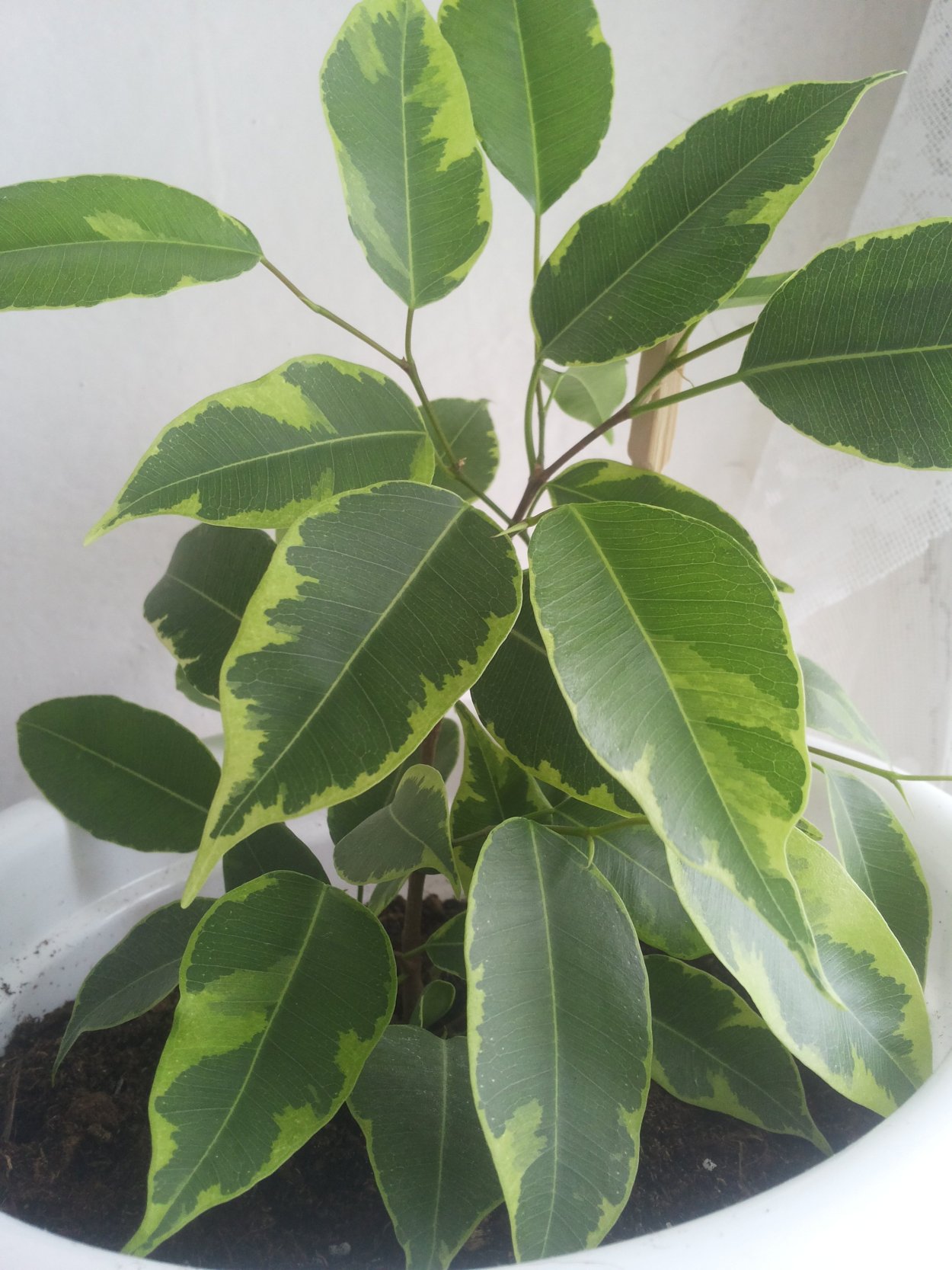 Фикус Буши Кинг