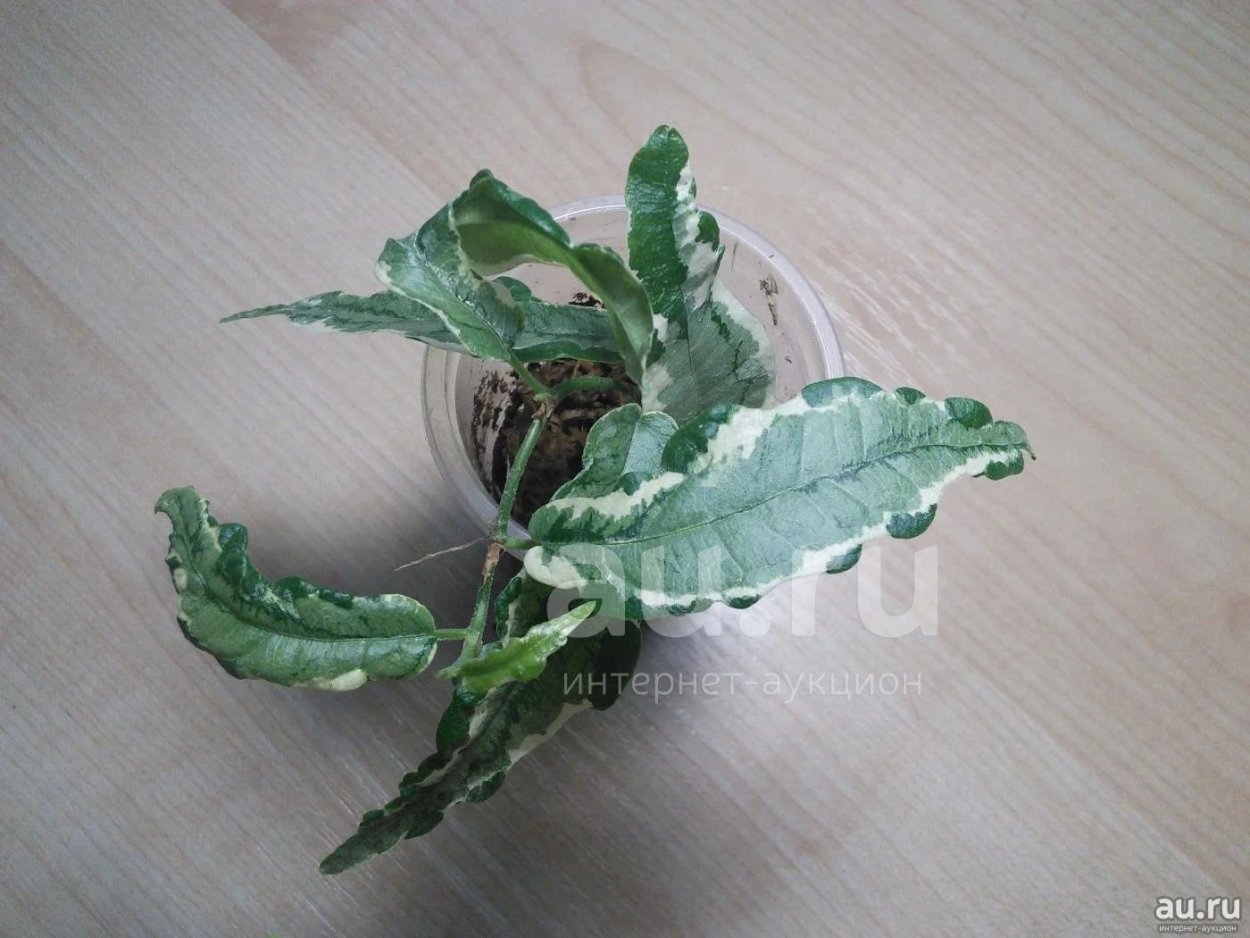 Фикус сагитата мутабилис