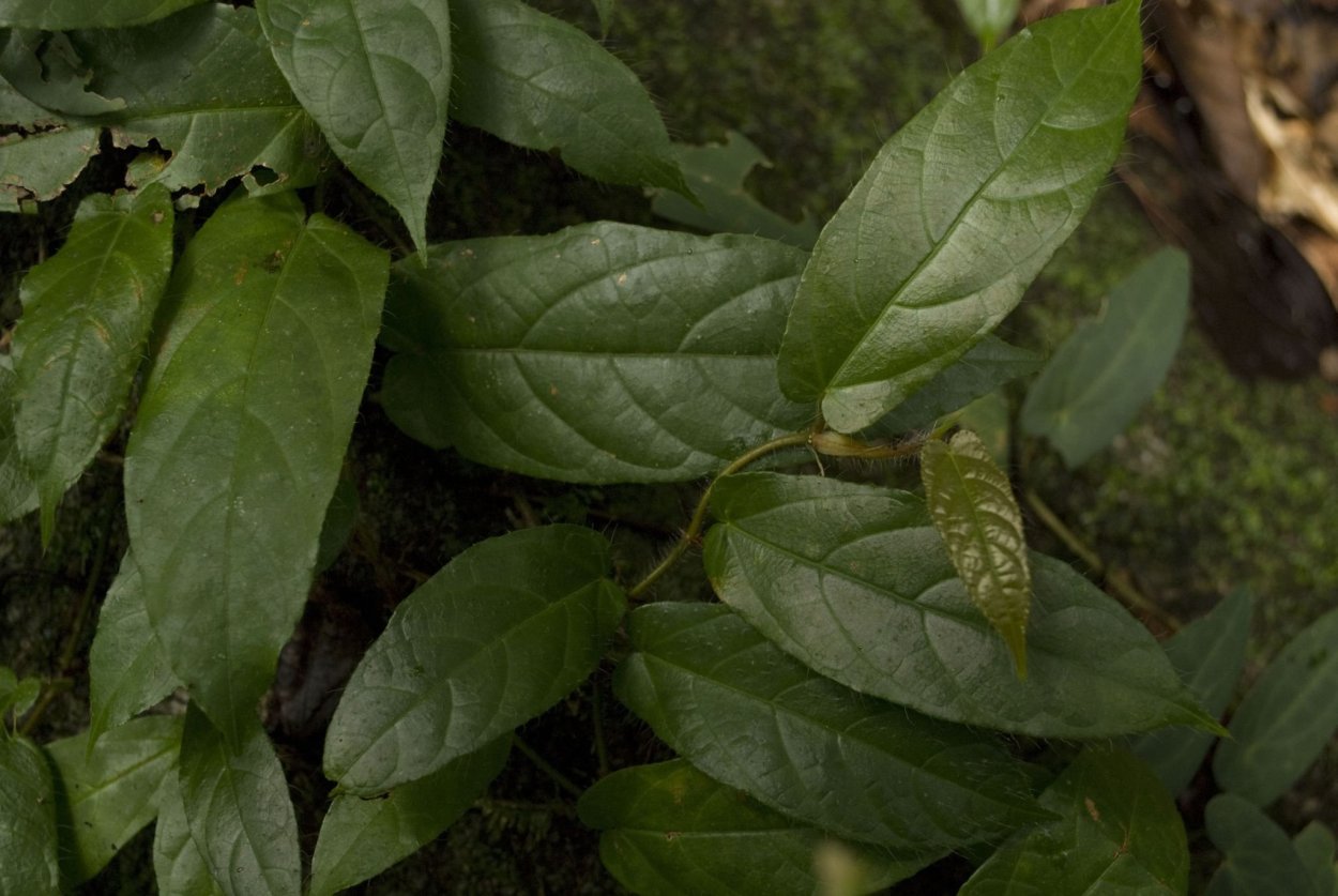 Фикус sagittata