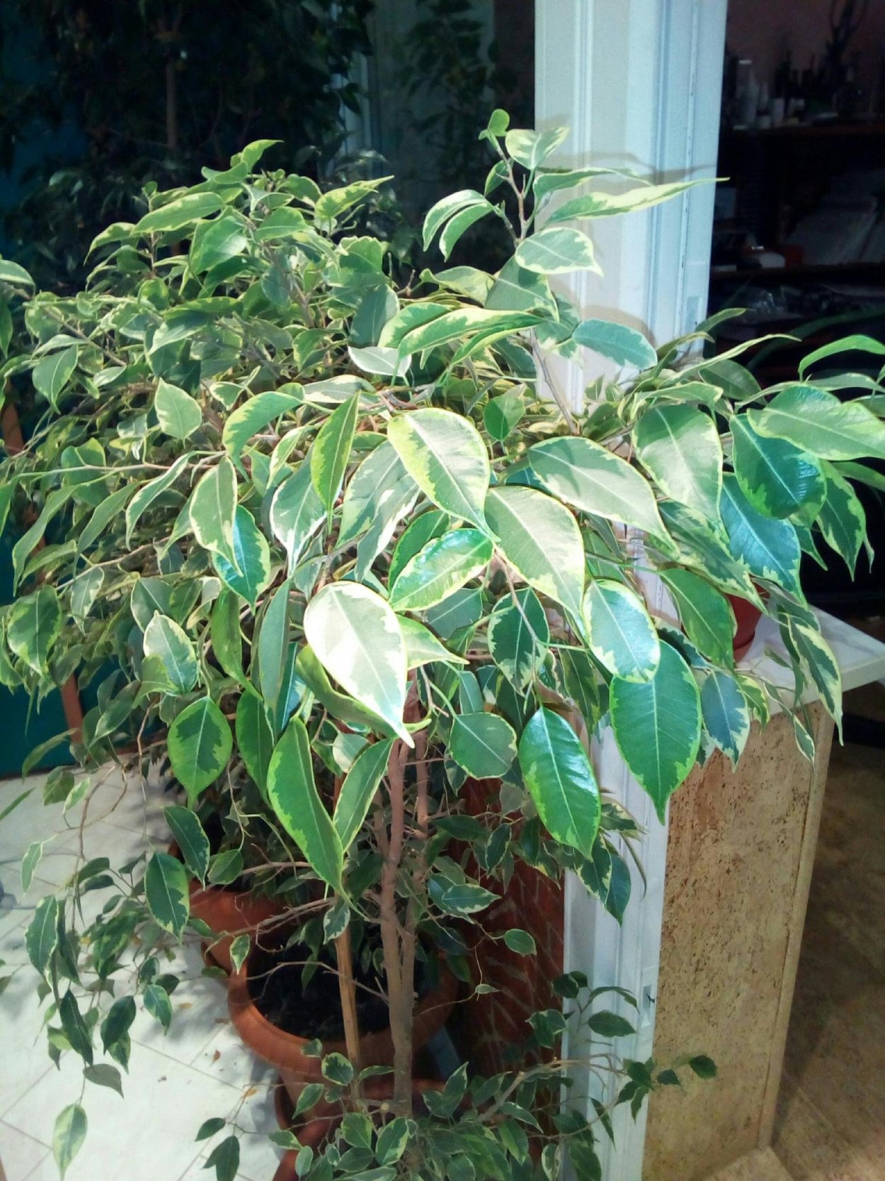 Фикус sagittata