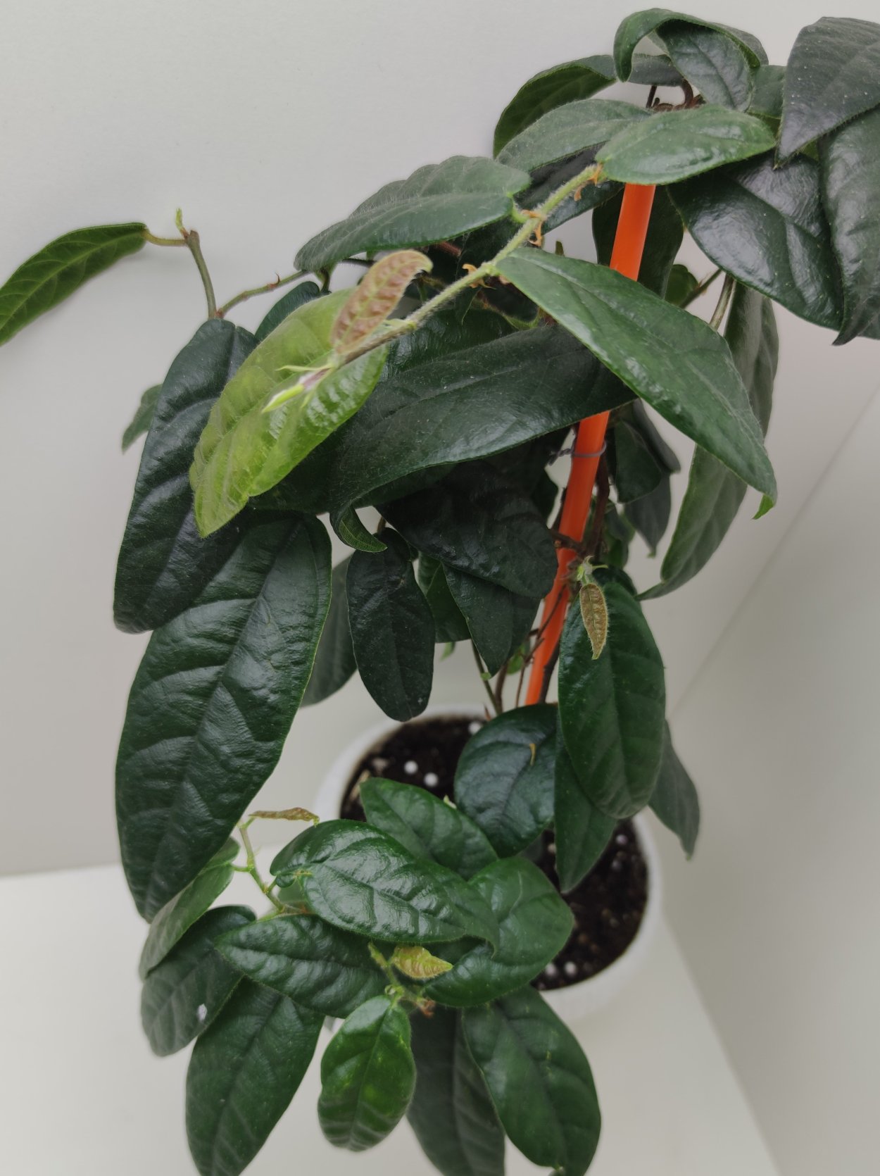 Фикус мохнатый (Ficus villosa Blume)