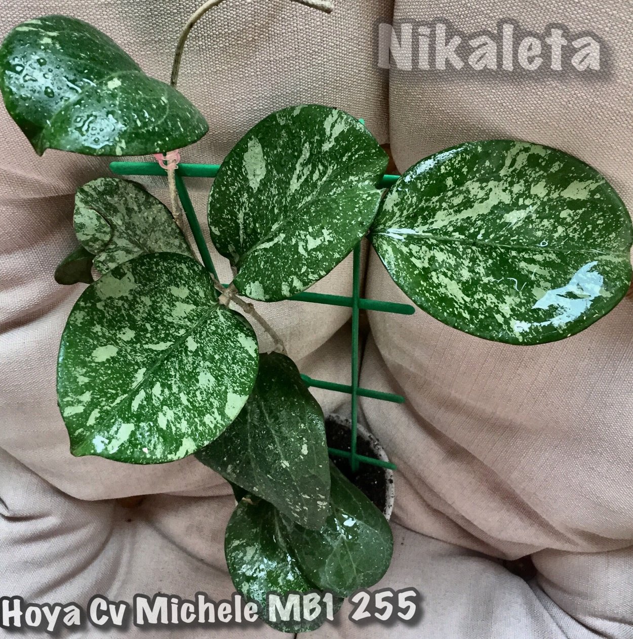 Хойя Мишель