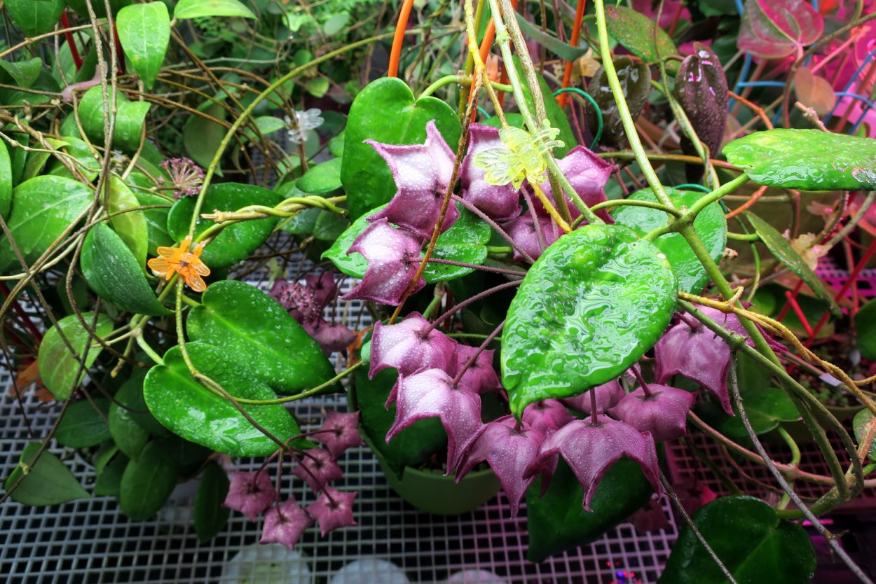 Хойя macgillivrayi Lockhart River