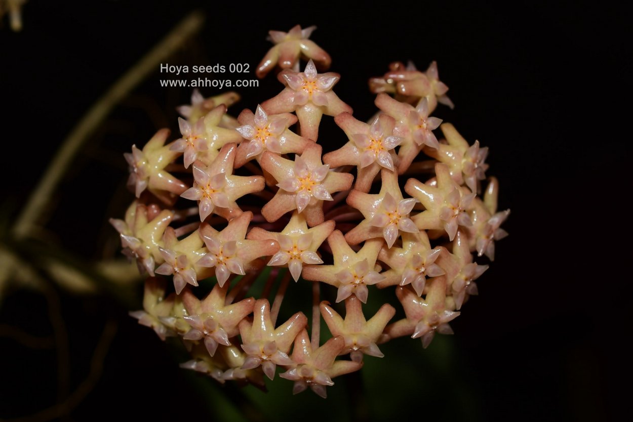 Хойя seedling bypatcharawalai