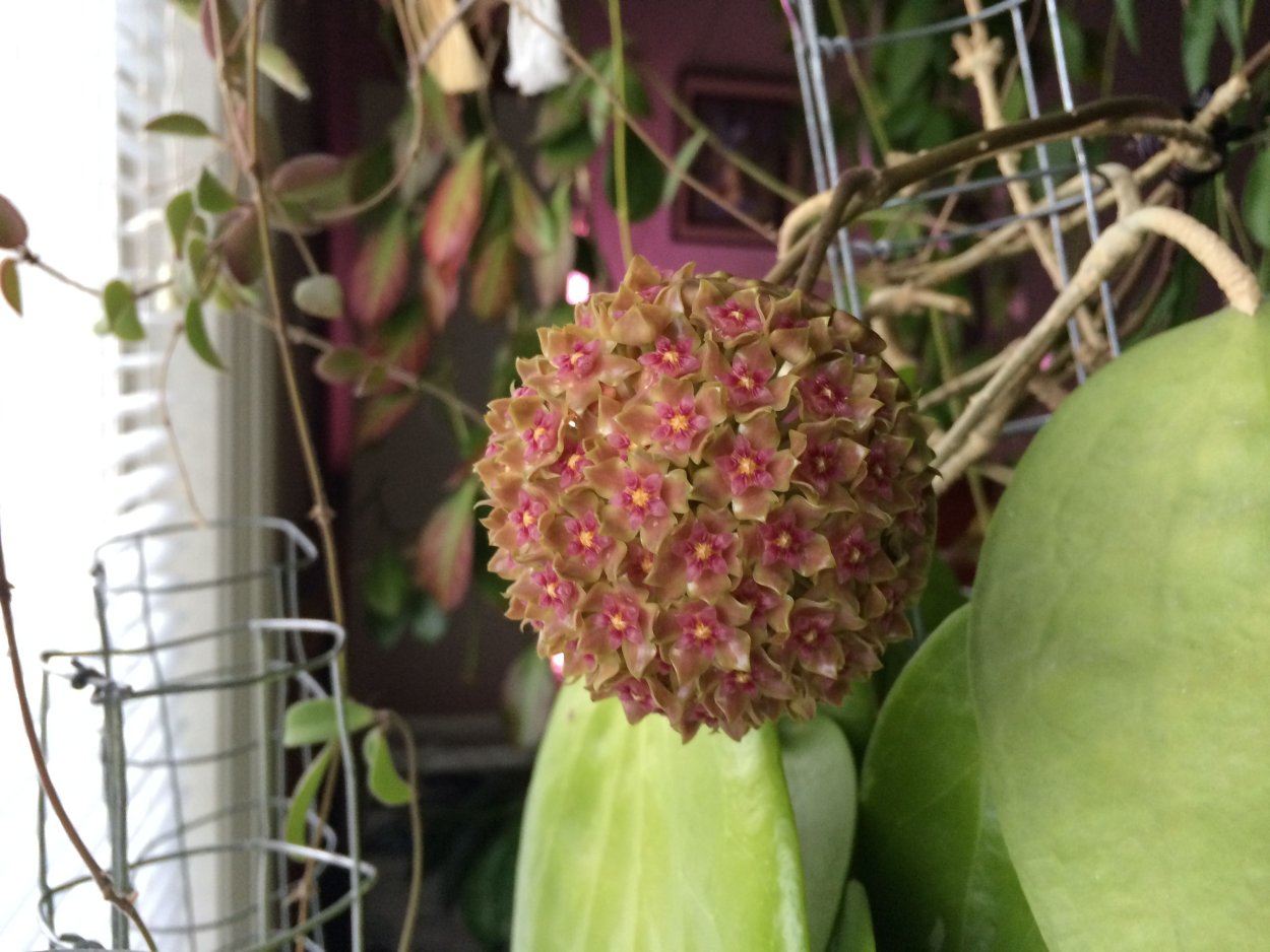 Хойя Глабра