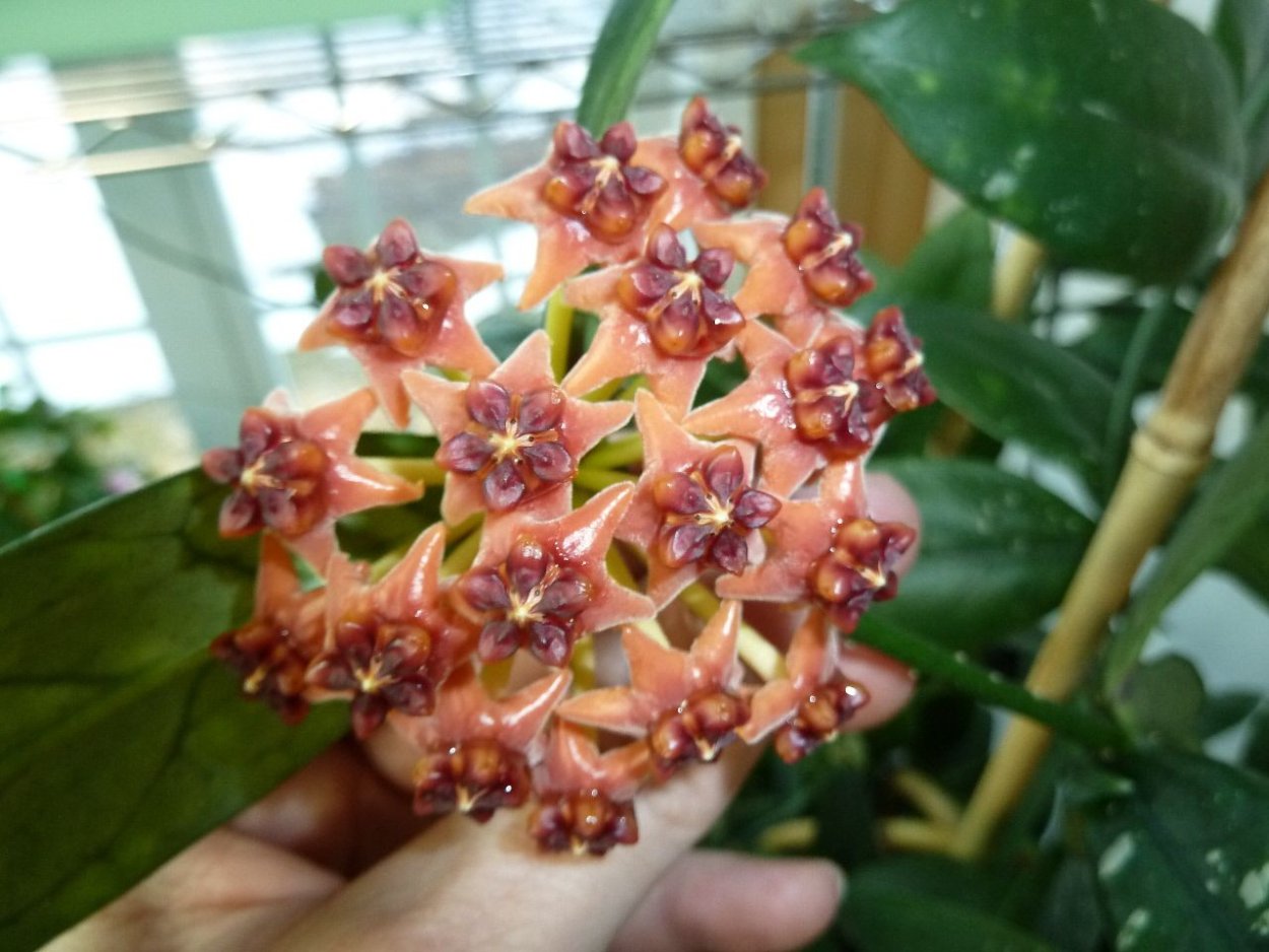 Хойя CV. Michеle MB 1255 цветение