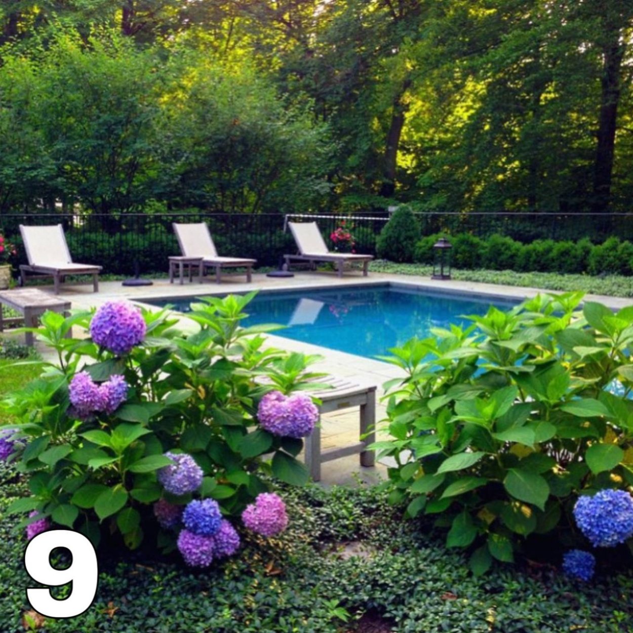 Растения вокруг бассейна