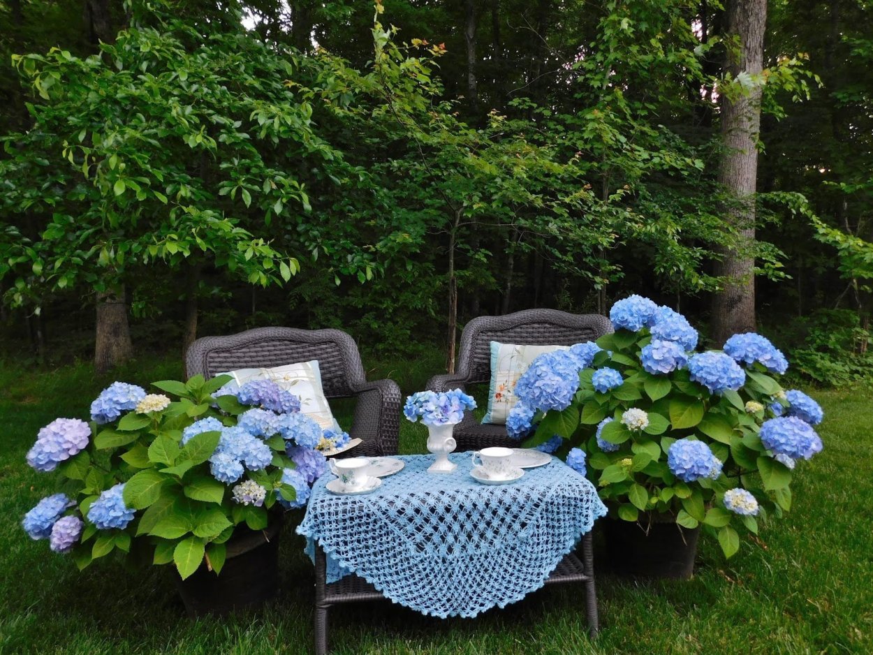 Гортензия в Англии