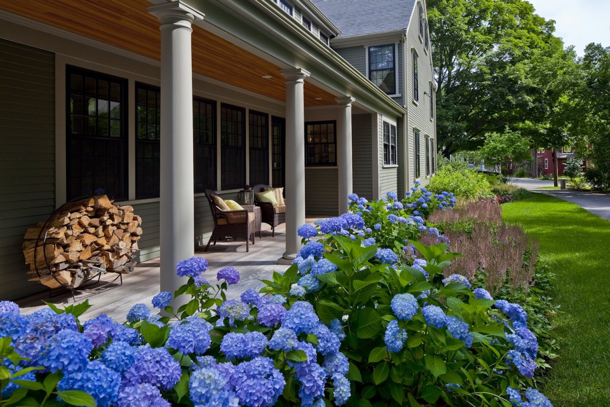 Гортензия дивный ландшафт