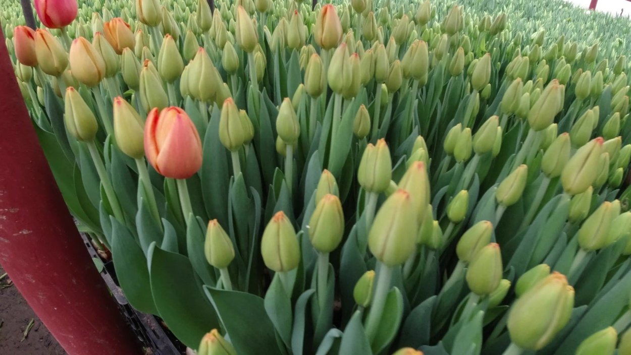 Тайм аут тюльпан фото