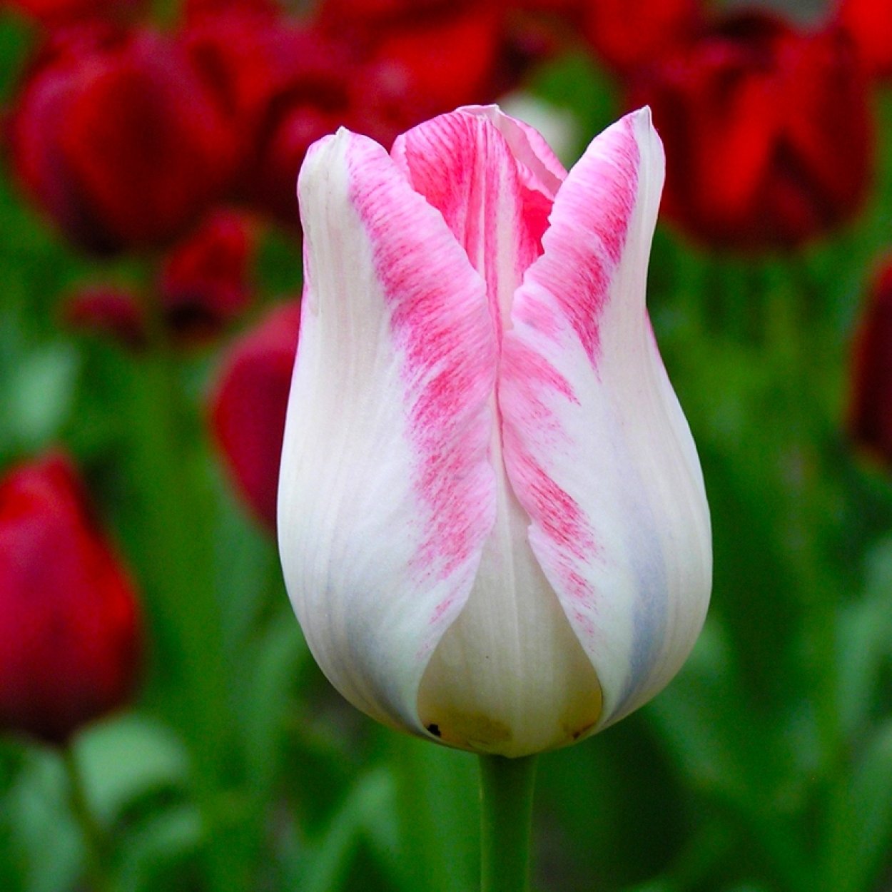 Тюльпан Микки Чик