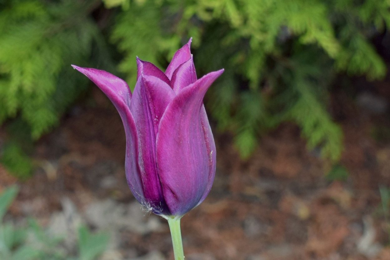 Тюльпаны с белой каймой на листьях