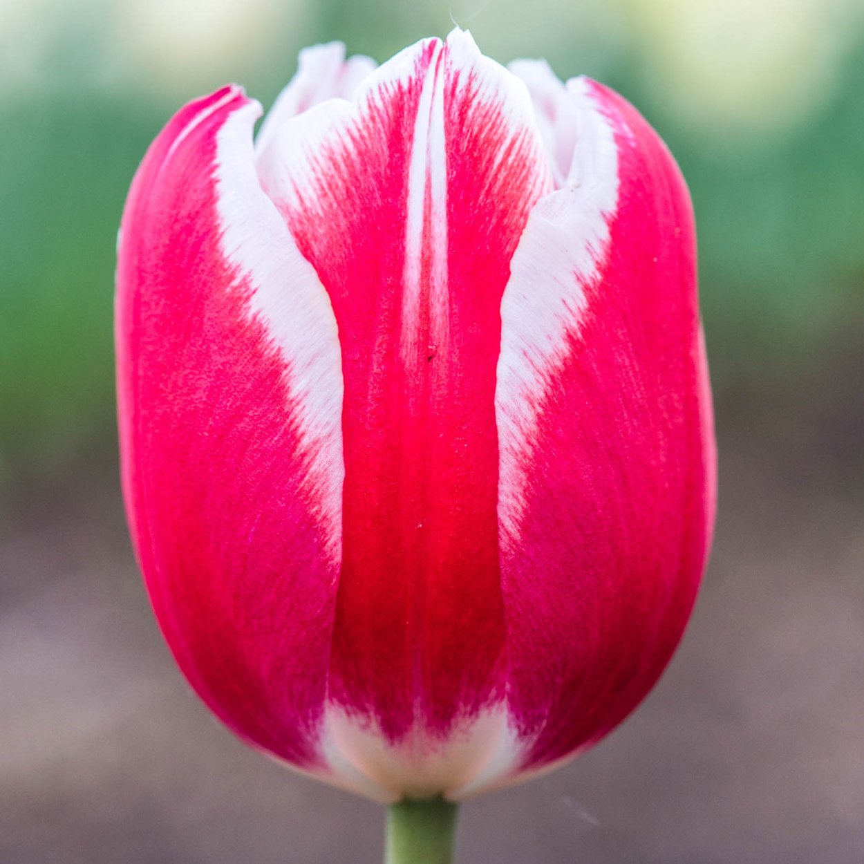 Тюльпан Кэнди Эппл Делайт