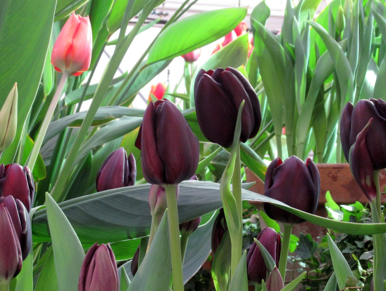 Сорт тюльпана авокадо