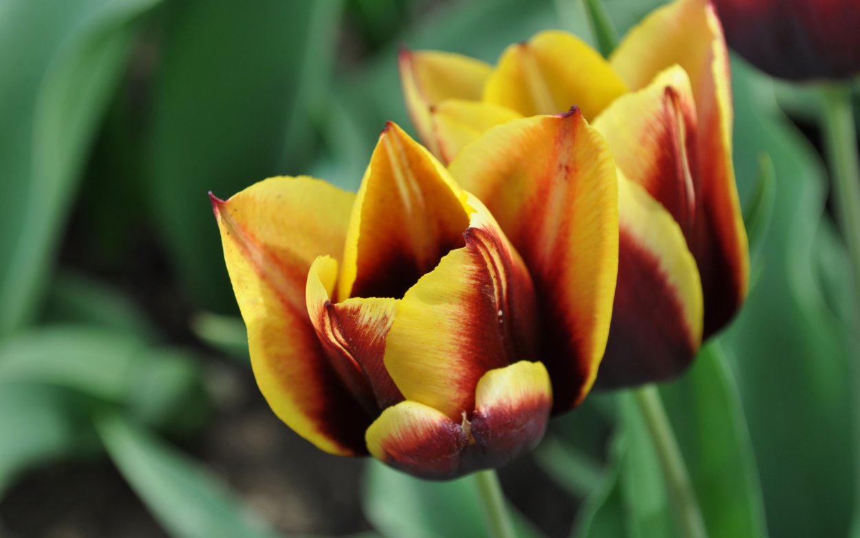 Тюльпан Флеминг Спрингрин