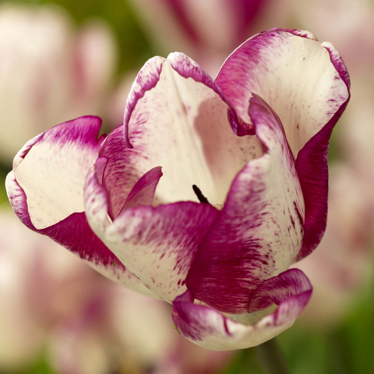 Тюльпан Хотпэнтс (Триумф)