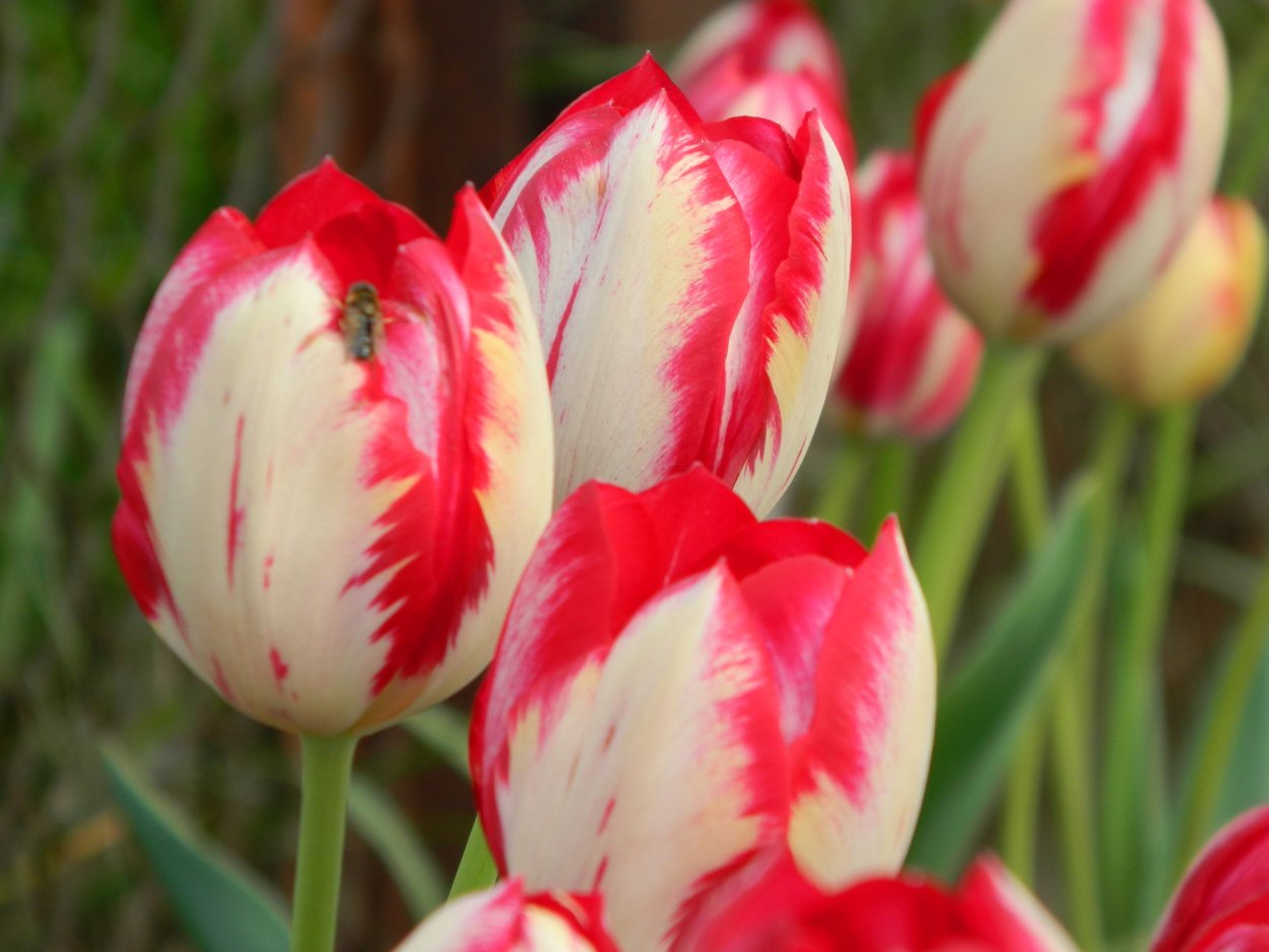 Пестрые сорта тюльпанов