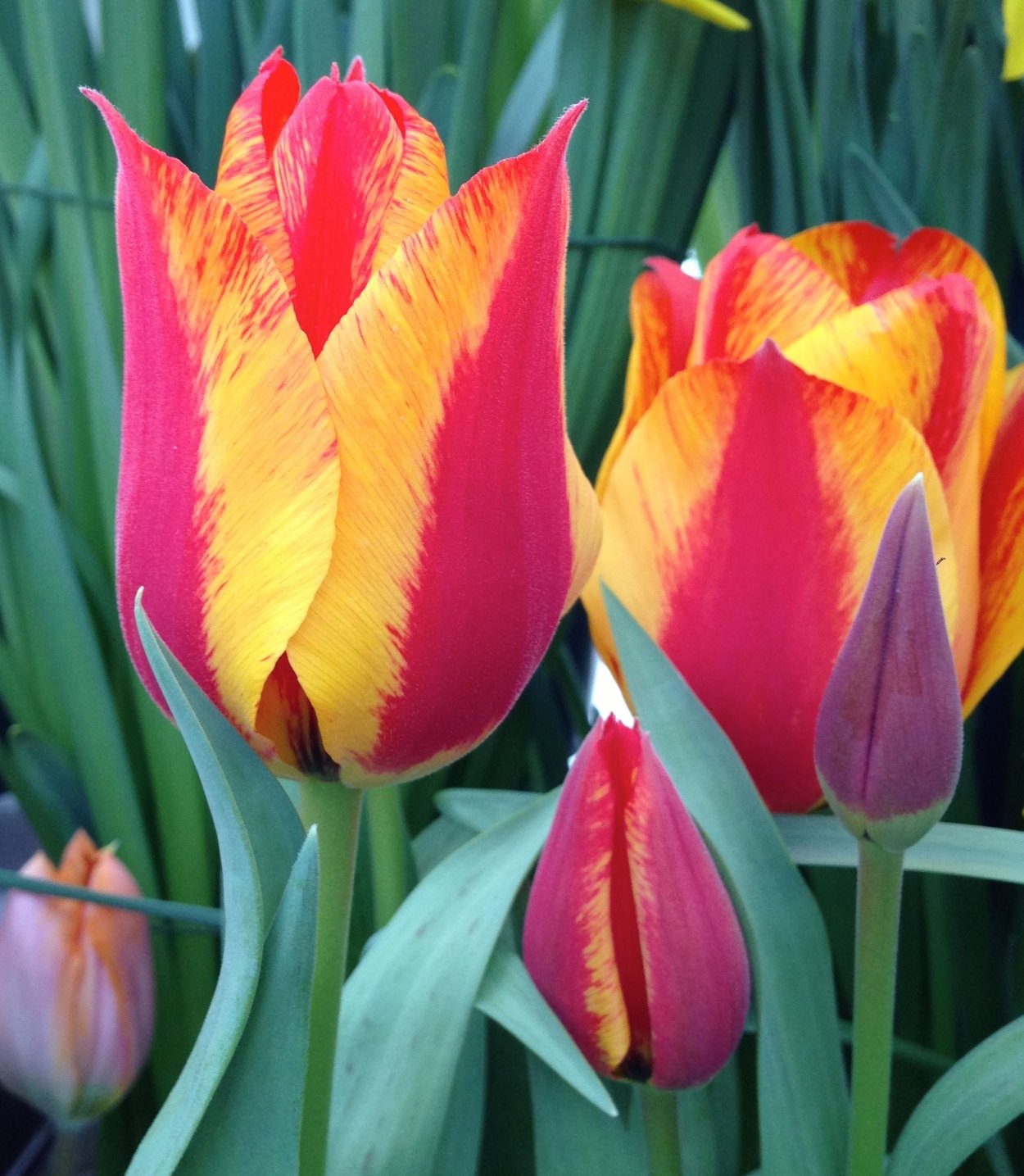 Тюльпан Форготтен дримс