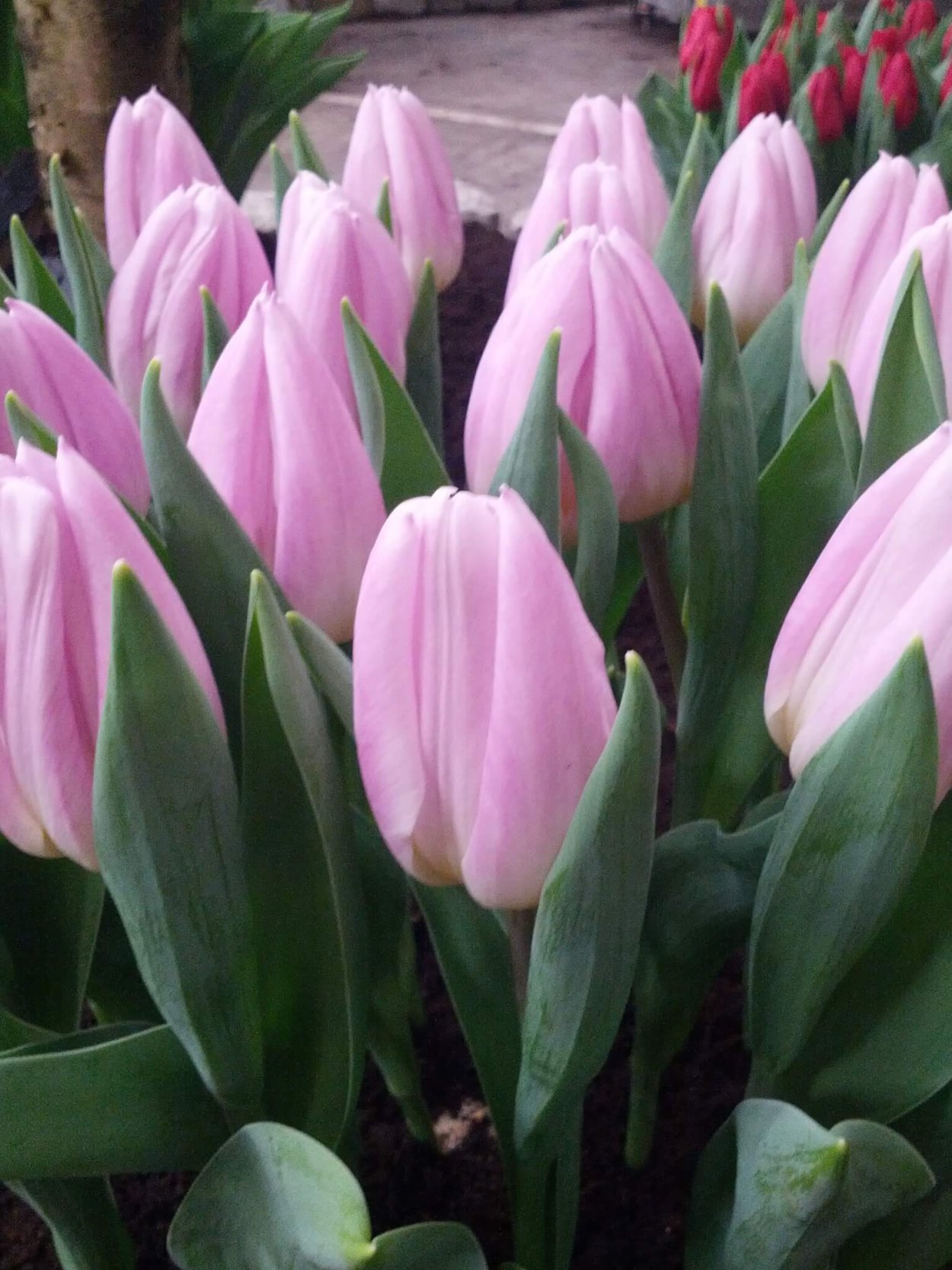 Тюльпан Gabriella