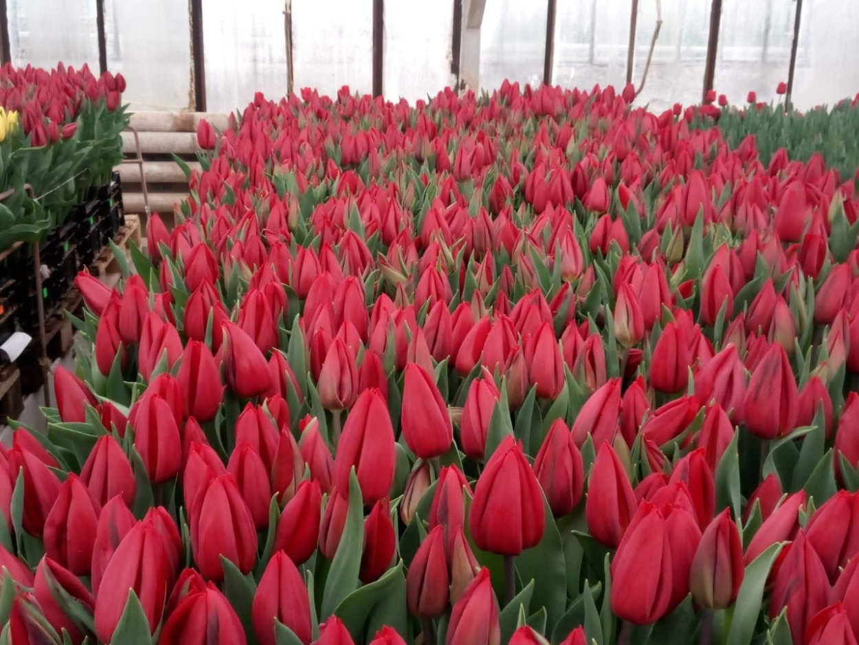 Тюльпан Кай