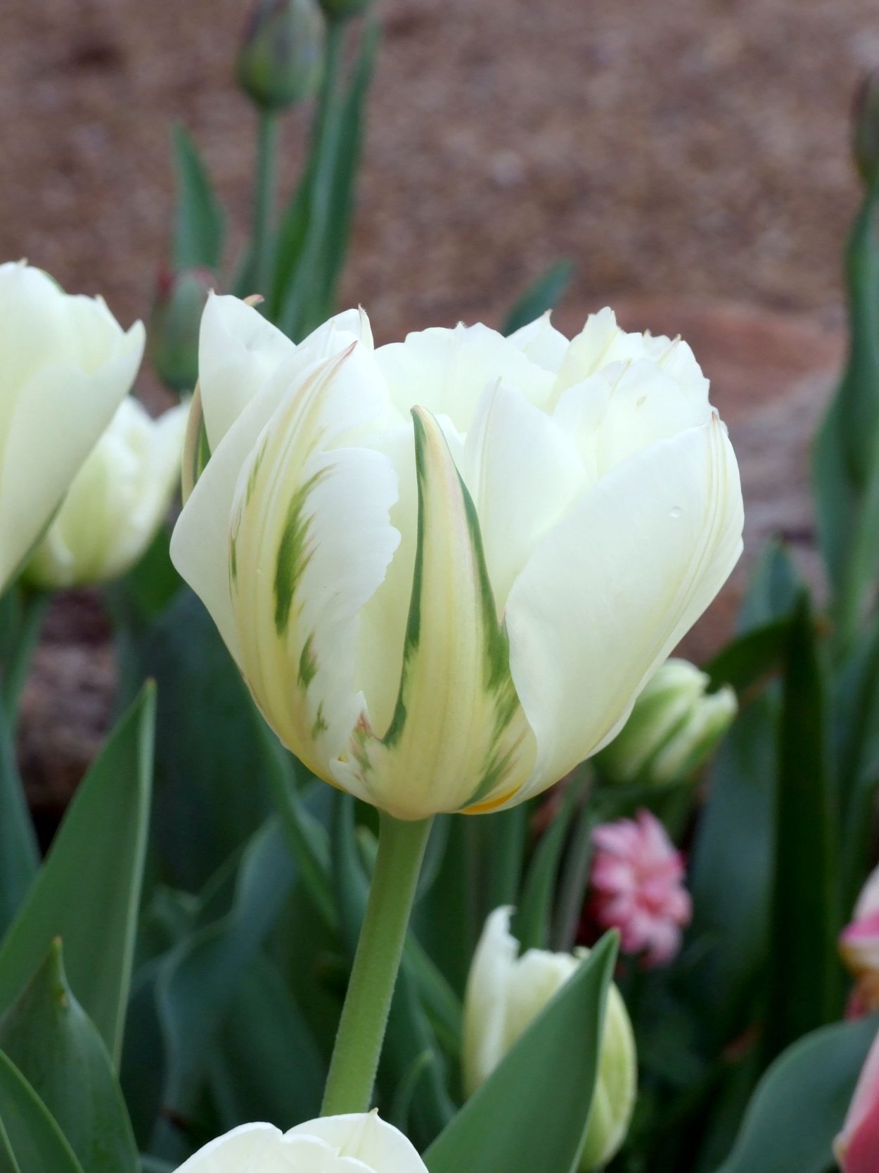 Тюльпан Сноу Кристал