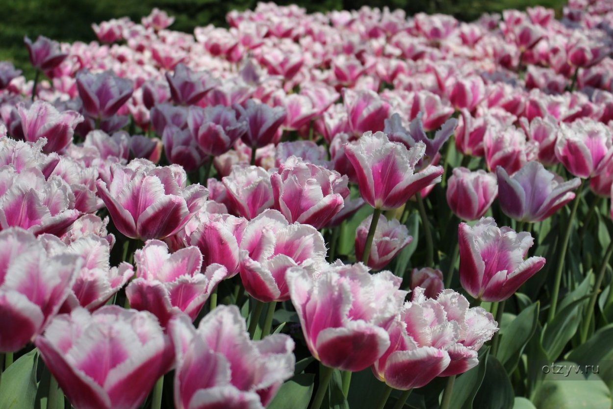 Сорт тюльпана Донателло