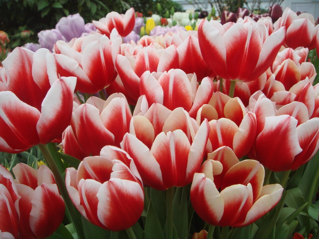 Тюльпан en аафке