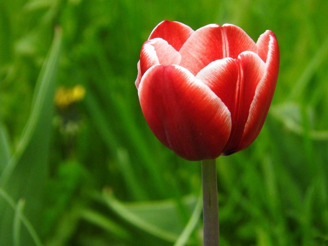 Трава цветок тюльпаны