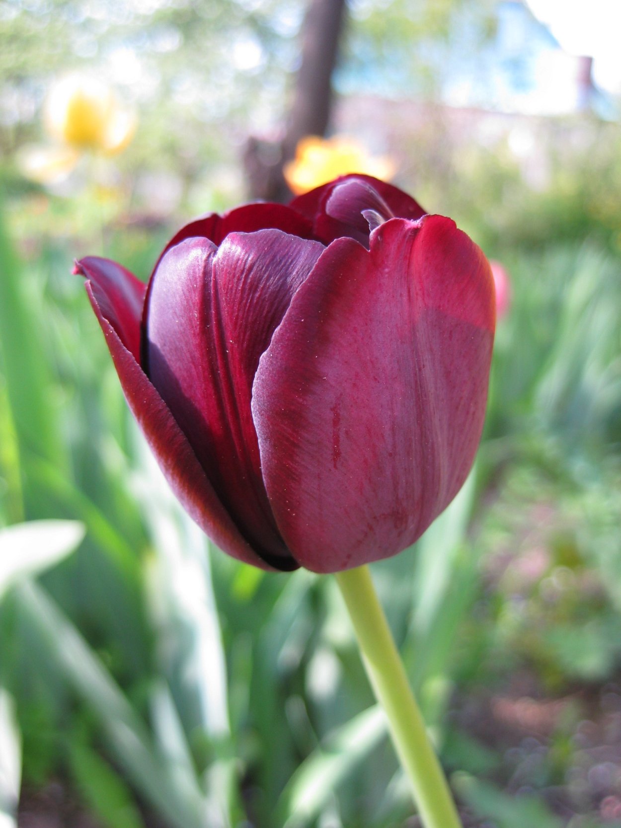 Тюльпан Триумф Карамба